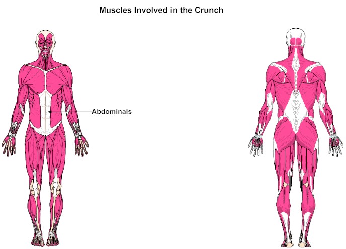 Muscles Involved in the Crunch